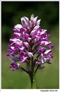 Military Orchid - 1